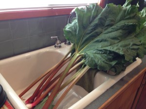 rhubarb stalks